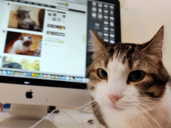 เจ้าเหมียวชอบวุ่นวายตอนเราใช้โทรศัพท์ หรือคอมพ์พิวเตอร์