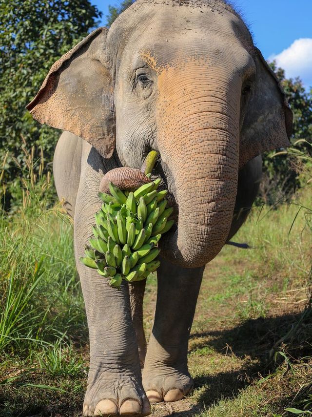 13 มีนาคม วันช้างไทย วันที่ระลึกถึงสัตว์คู่บ้านคู่เมืองของประเทศไทย