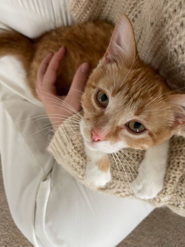 บางที “แมว” ก็สอนชีวิตเราได้มากกว่าที่คิด