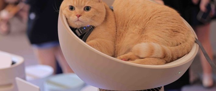 คู่มือเลือกคอนโดแมวสำหรับทาสสายคอนโด