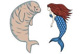 ความเชื่อที่ว่าพยูน (Dugong) คือนางเงือก
