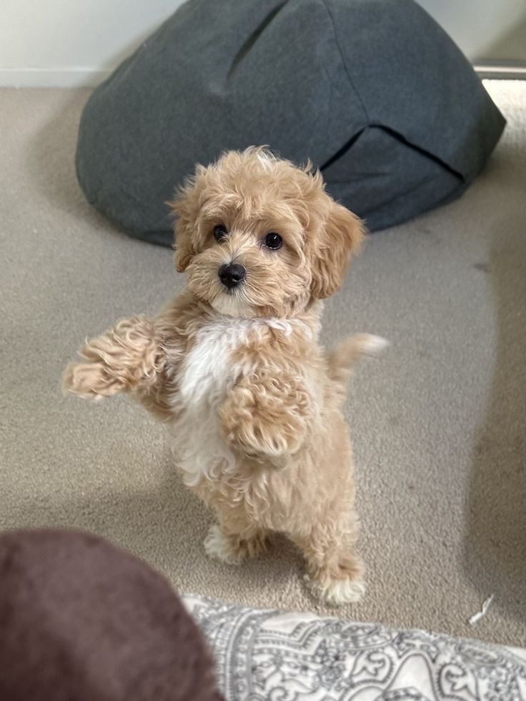 หมาพันธุ์เล็ก: ตัวเล็ก น่ารัก…แต่ความรับผิดชอบไม่เล็กเลย Image2