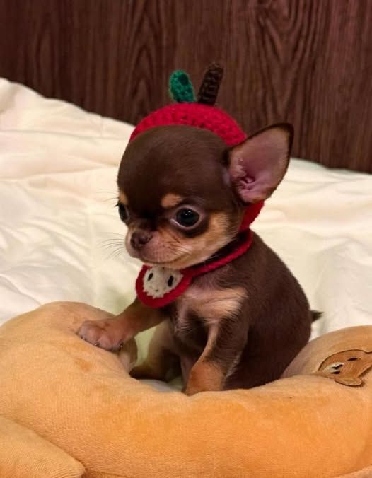 หมาพันธุ์เล็ก: ตัวเล็ก น่ารัก…แต่ความรับผิดชอบไม่เล็กเลย Image3