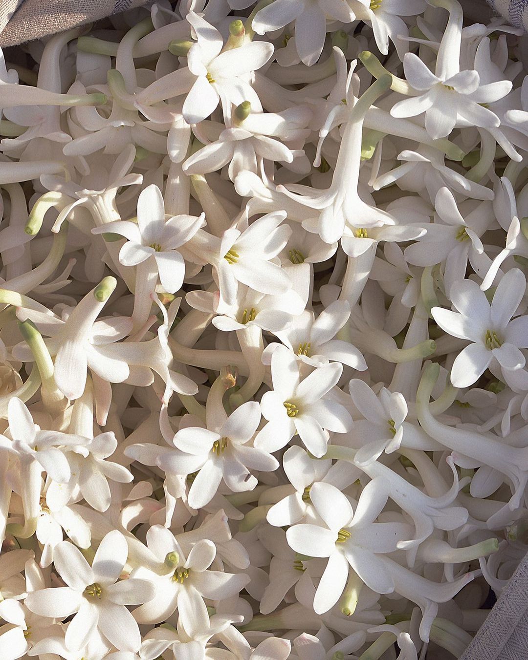 กลิ่นดอกไม้ ความหวานที่ไม่ได้มาจากน้ำตาล แต่มาจากความรู้สึก Image2