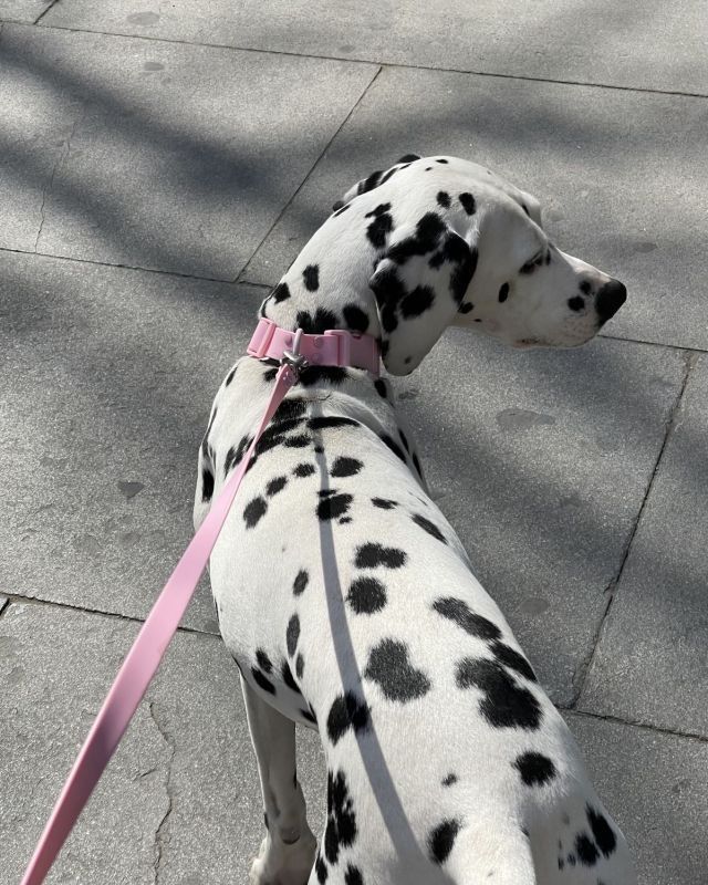 หมาลายจุด ความน่ารักที่ไม่ได้มีแค่ลาย…แต่มีคาแรกเตอร์ Image3