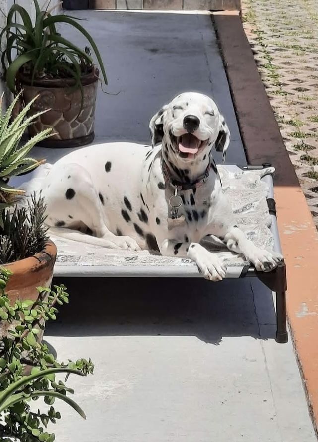 หมาลายจุด ความน่ารักที่ไม่ได้มีแค่ลาย…แต่มีคาแรกเตอร์ Image1