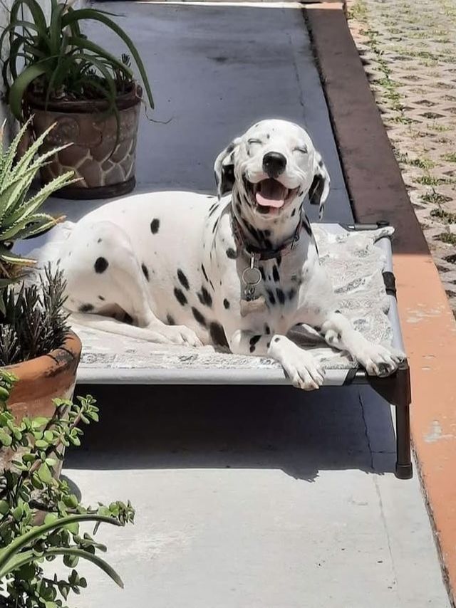 หมาลายจุด ความน่ารักที่ไม่ได้มีแค่ลาย…แต่มีคาแรกเตอร์