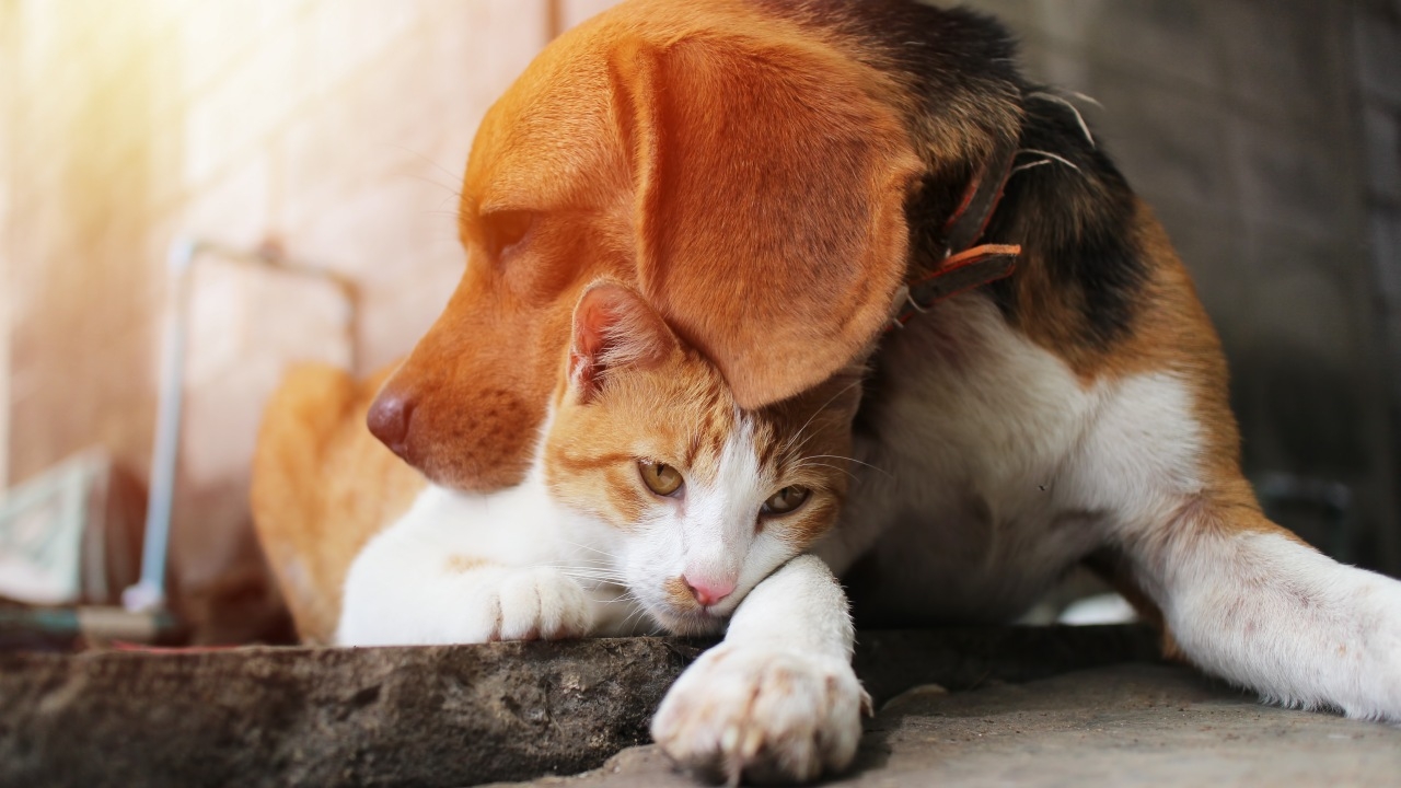 วิธีสร้างความผูกพันกับน้องหมาน้องแมว Image1