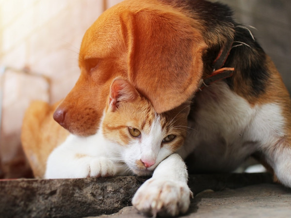 วิธีสร้างความผูกพันกับน้องหมาน้องแมว