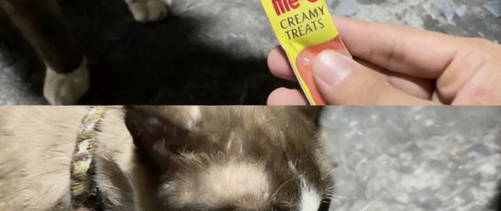 ขนมแมวเลีย กินได้แค่ไหนถึงพอดี