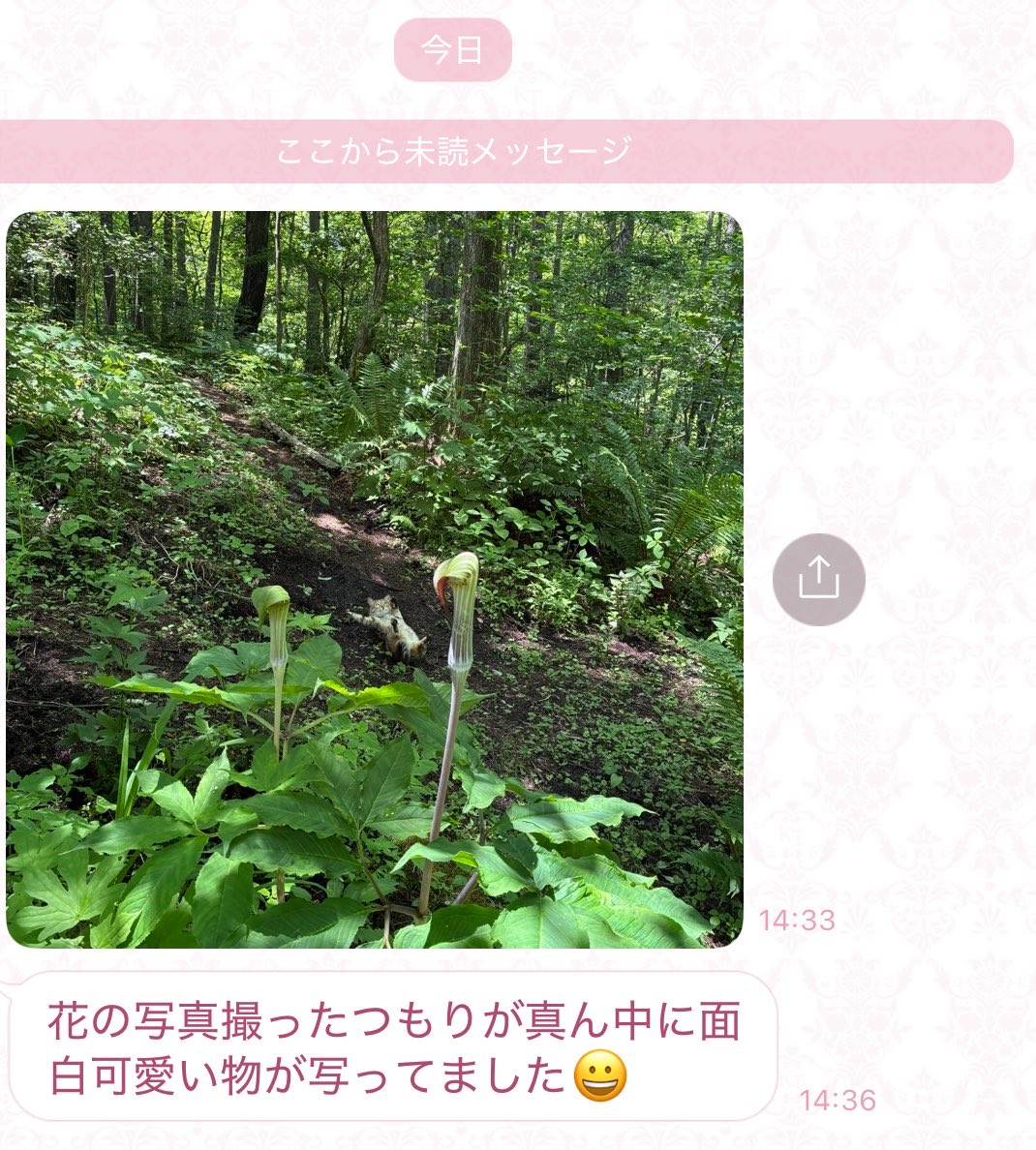 ภาพแมวลื่นที่กำลังเป็นไวรัล Image2