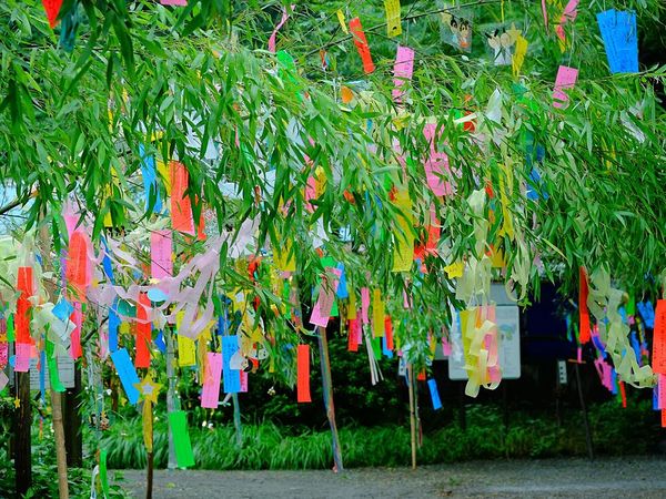 ทำไมชาวญี่ปุ่นจึงแขวนคำอธิษฐานบนต้นไผ่ในวันทานาบาตะ