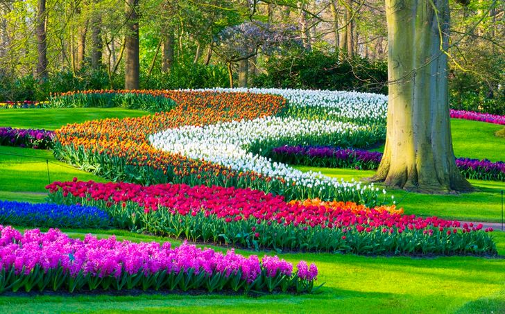 สวนเคอเคนฮอฟ (Keukenhof) อาณาจักรดอกทิวลิปที่สวยที่สุดแห่งหนึ่งของโลก Image1