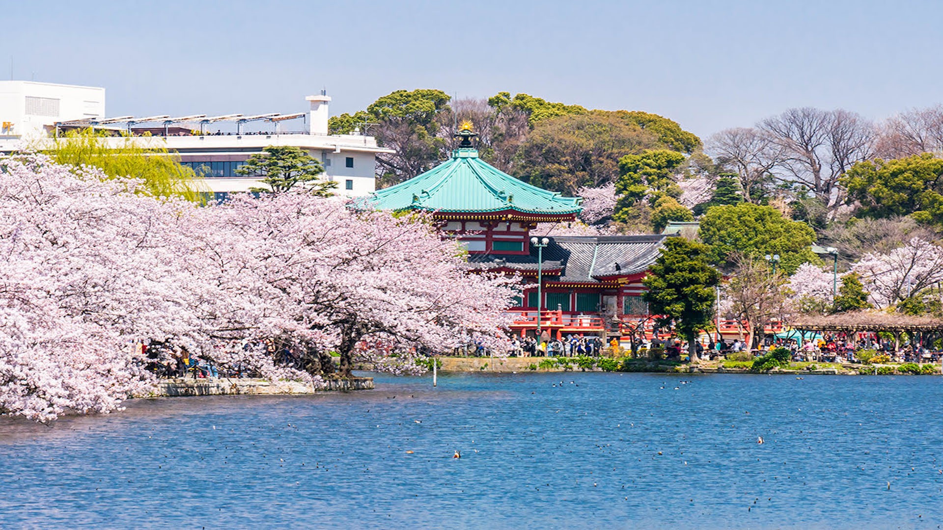สวนอุเอโนะ (Ueno Park) สวนสาธารณะชื่อดังที่มีพิพิธภัณฑ์ สวนสัตว์ และเป็นจุดชมซากุระยอดนิยม Image1
