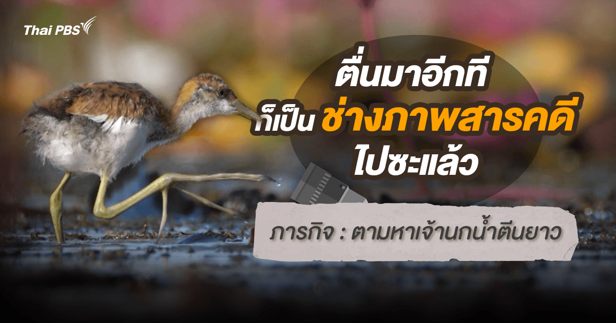 จากความสงสัยสู่ภารกิจ: ช่างภาพสารคดีกับการเล่าเรื่องสัตว์ป่า