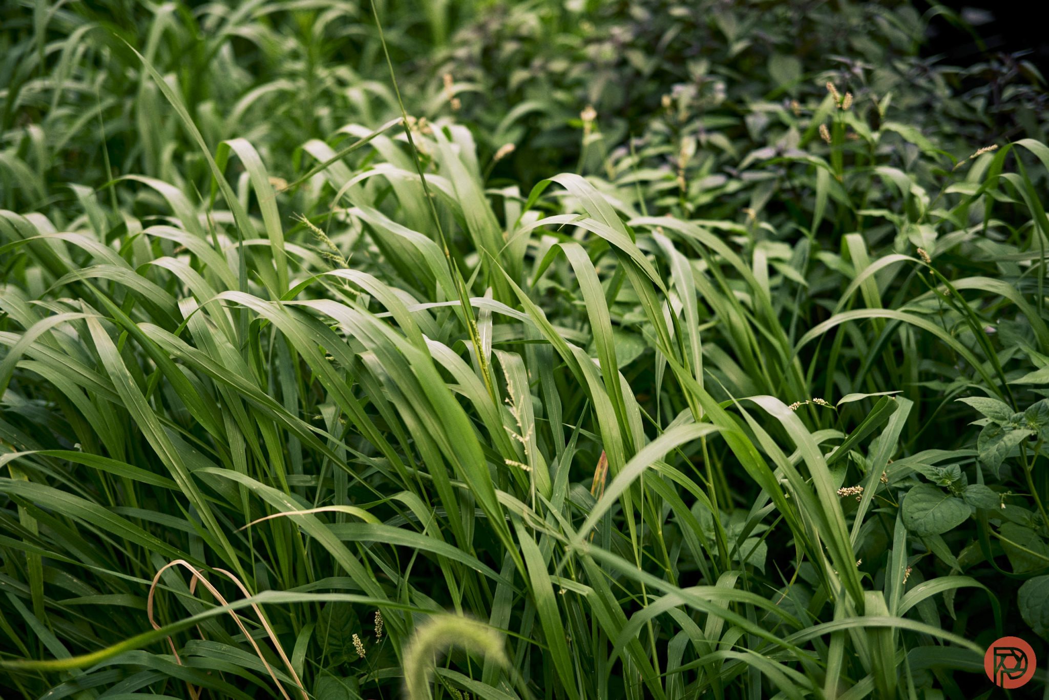 เลนส์ Prime ราคาประหยัด TTArtisan 50mm f1.8 Neo คุ้มไหมเมื่อรู้ต้นทุนที่ซ่อนอยู่