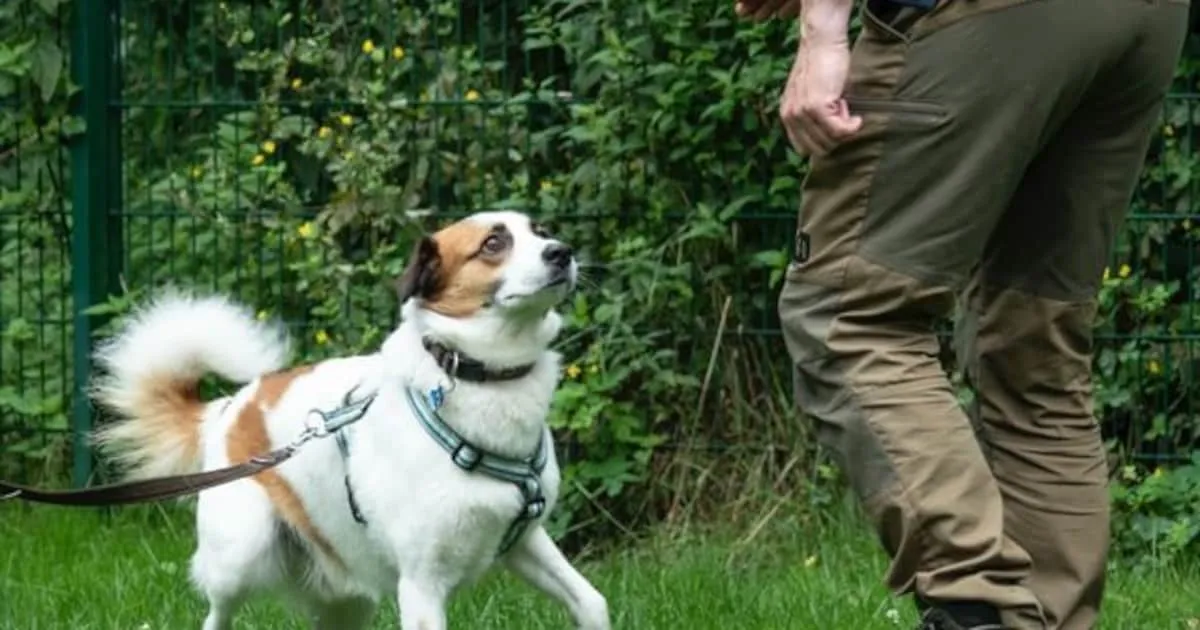 GPS Pet Tracker ที่ดีที่สุด: เครื่องมือติดตามสัตว์เลี้ยงที่ช่วยให้เจ้าของมั่นใจ