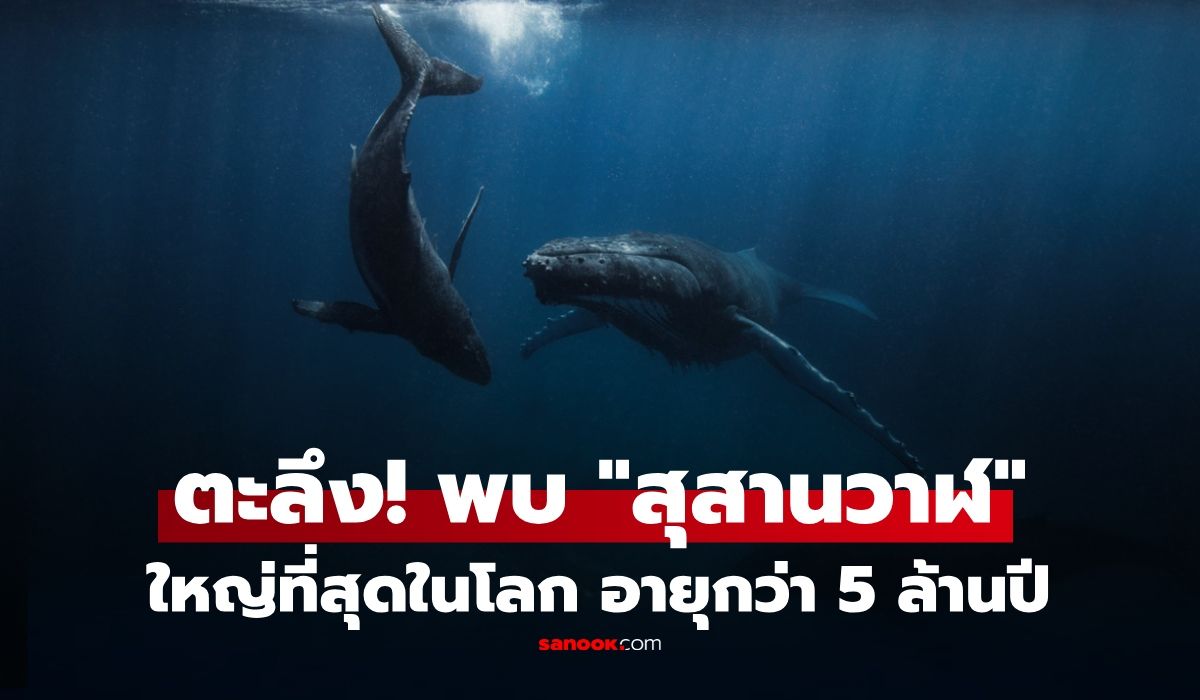 สุสานวาฬใต้มหาสมุทรลึก 7 กม. เปลี่ยนความเข้าใจต่อชีวิตและความตายของวาฬ