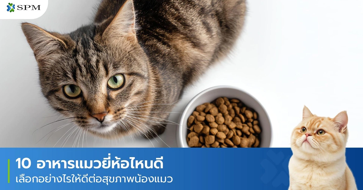 10 อาหารแมวยี่ห้อไหนดี เลือกอย่างไรให้เหมาะกับน้องแมว