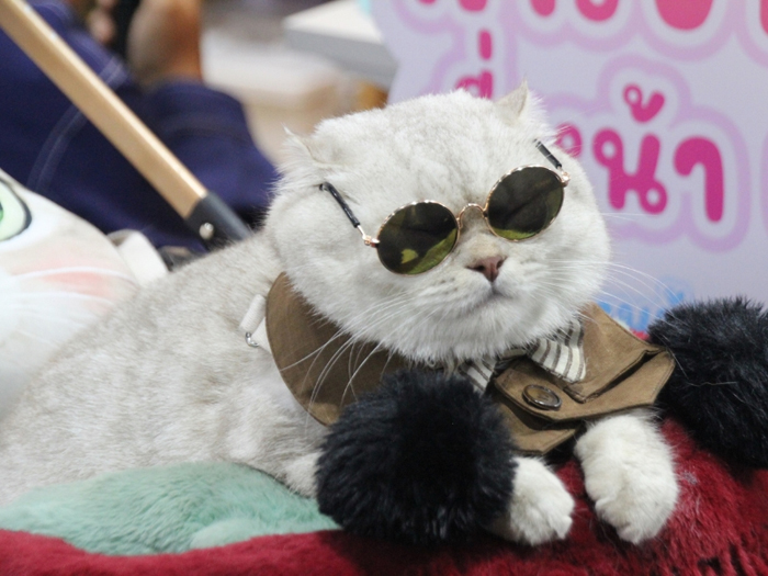ตลาดสัตว์เลี้ยงพุ่งแซงเศรษฐกิจ: เมื่อ Pet Economy กลายเป็นเครื่องยนต์ใหม่