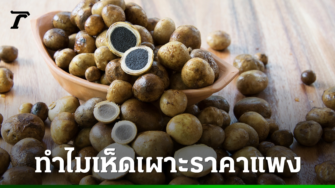 วิธีเลือกเห็ดคุณภาพสูงตามมาตรฐานการเพาะเลี้ยงและแหล่งที่มา
