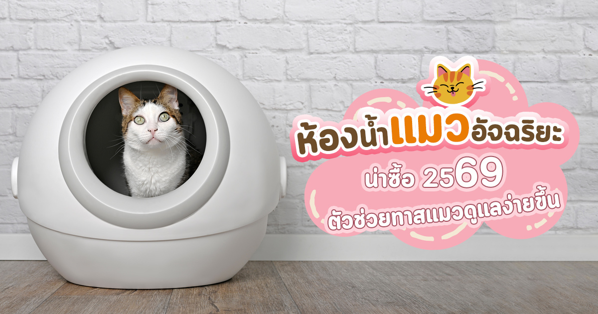 ห้องน้ำแมวอัจฉริยะ ช่วยลดกลิ่นฉี่แมวได้จริงแค่ไหน