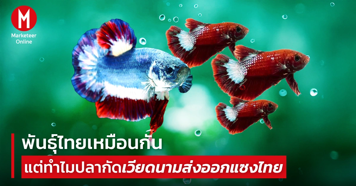 เมื่อคู่แข่งในภูมิภาควิ่งแซง: ใครได้ ใครเสีย