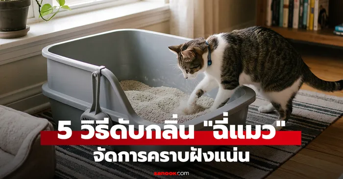 5 วิธีดับกลิ่นฉี่แมวติดแน่นด้วยของใช้ในบ้าน