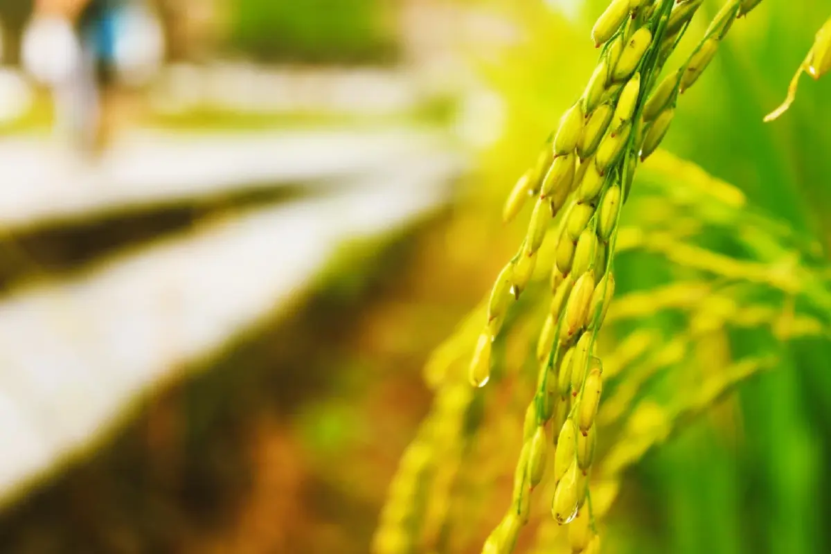 Agri-Map 2 และเครือข่ายดิจิทัลเกษตร: สมองกลางใหม่ของการตัดสินใจ