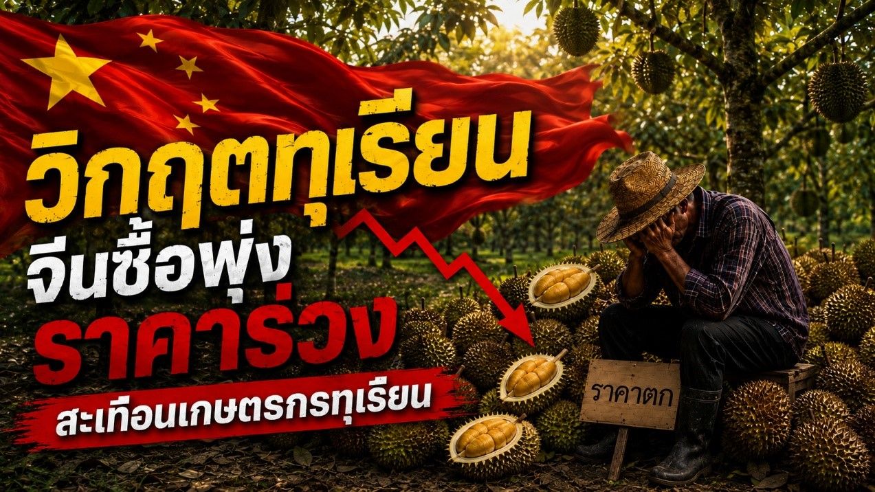 ราคาทุเรียนจีนทรุดฮวบ สัญญาณอันตรายต่อเกษตรกรเอเชียตะวันออกเฉียงใต้