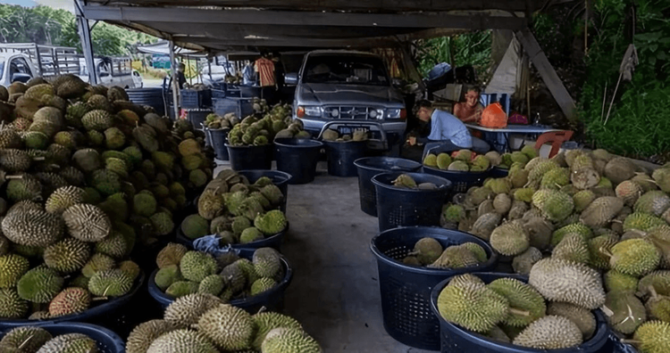 ราคาทุเรียนจีนทรุดฮวบ สัญญาณอันตรายต่อเกษตรกรเอเชียตะวันออกเฉียงใต้