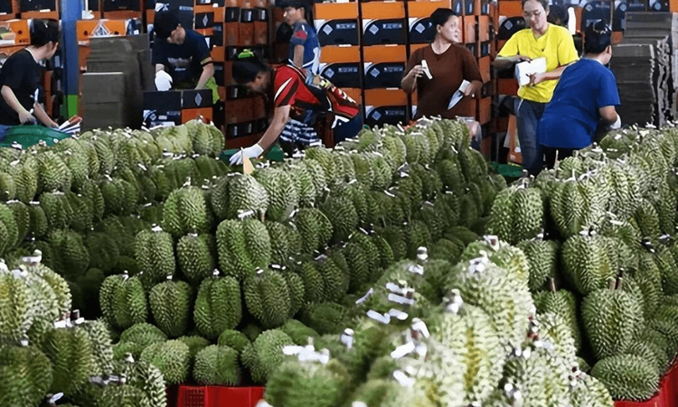 ราคาทุเรียนจีนทรุดฮวบ สัญญาณอันตรายต่อเกษตรกรเอเชียตะวันออกเฉียงใต้