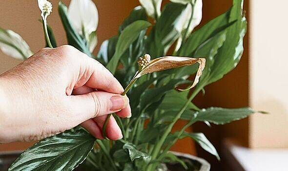 คู่มือเลือก Peace Lily, Pothos และ Philodendron แต่งบ้านให้น่าอยู่