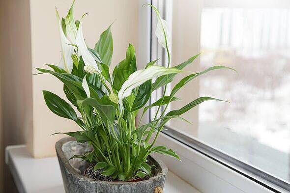 คู่มือเลือก Peace Lily, Pothos และ Philodendron แต่งบ้านให้น่าอยู่