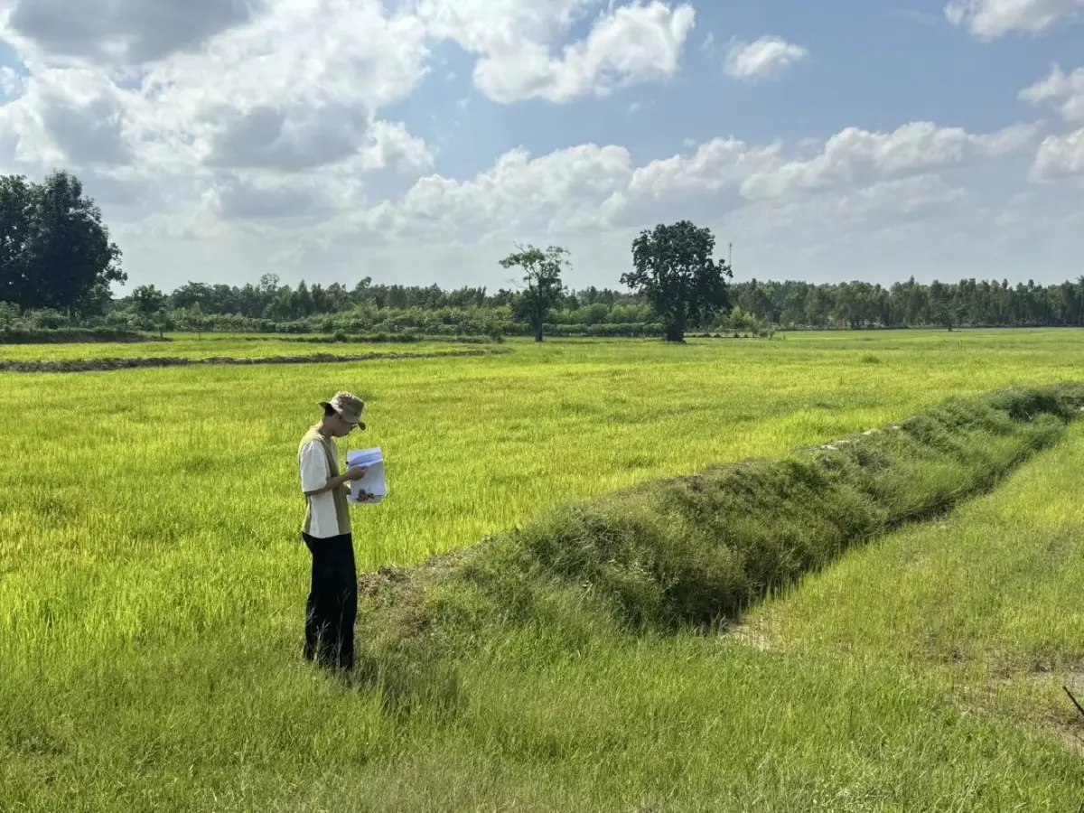 GeoAI เกษตร จากดาวเทียมสู่การตัดสินใจหน้างาน