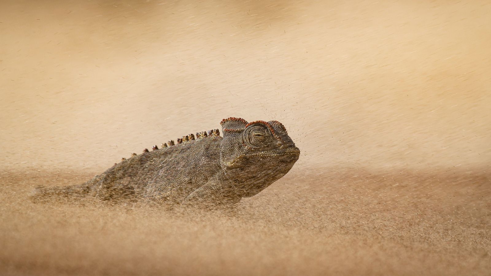 Wildlife Photographer of the Year ช็อตดราม่าสัตว์ป่าที่กล้องยังหายใจ