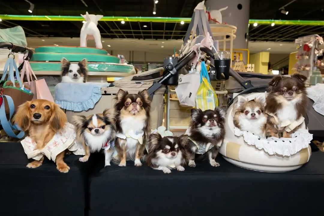 แฟชั่นสัตว์เลี้ยงขึ้นรันเวย์ หมากับเจ้าของเปลี่ยน PAW LAB ให้เป็นโลกแฟชั่น