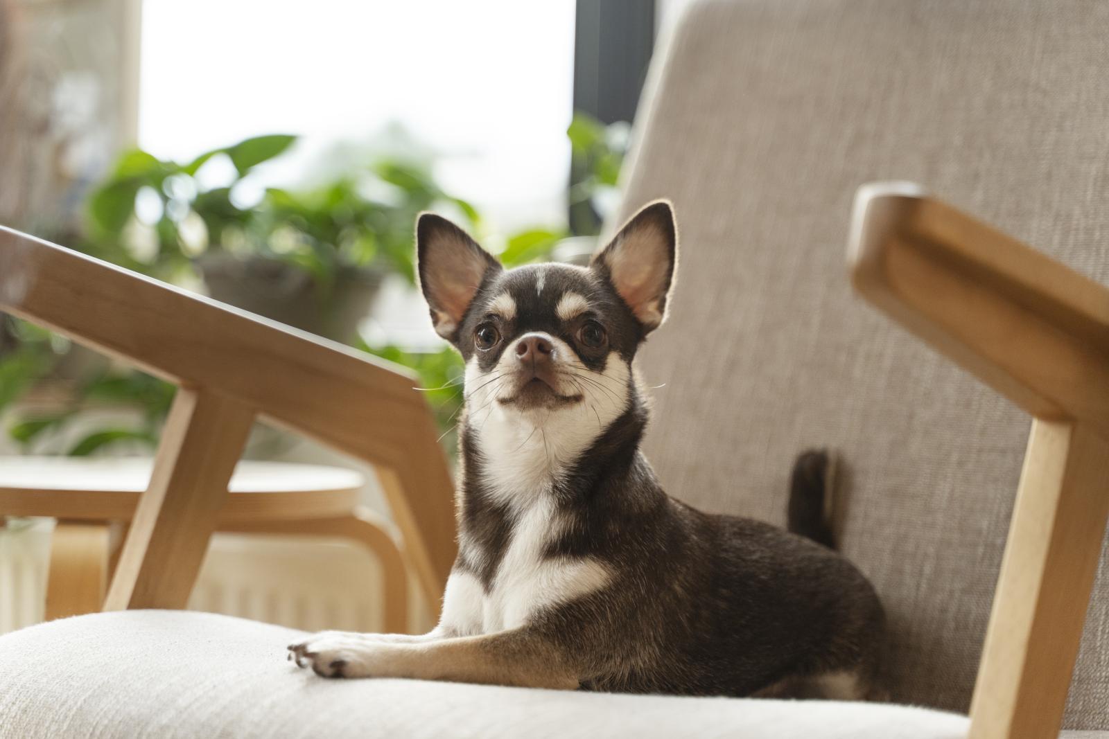 Pet Parent เปย์ปีละหลักหมื่น เปิดเศรษฐกิจสัตว์เลี้ยงแสนล้าน