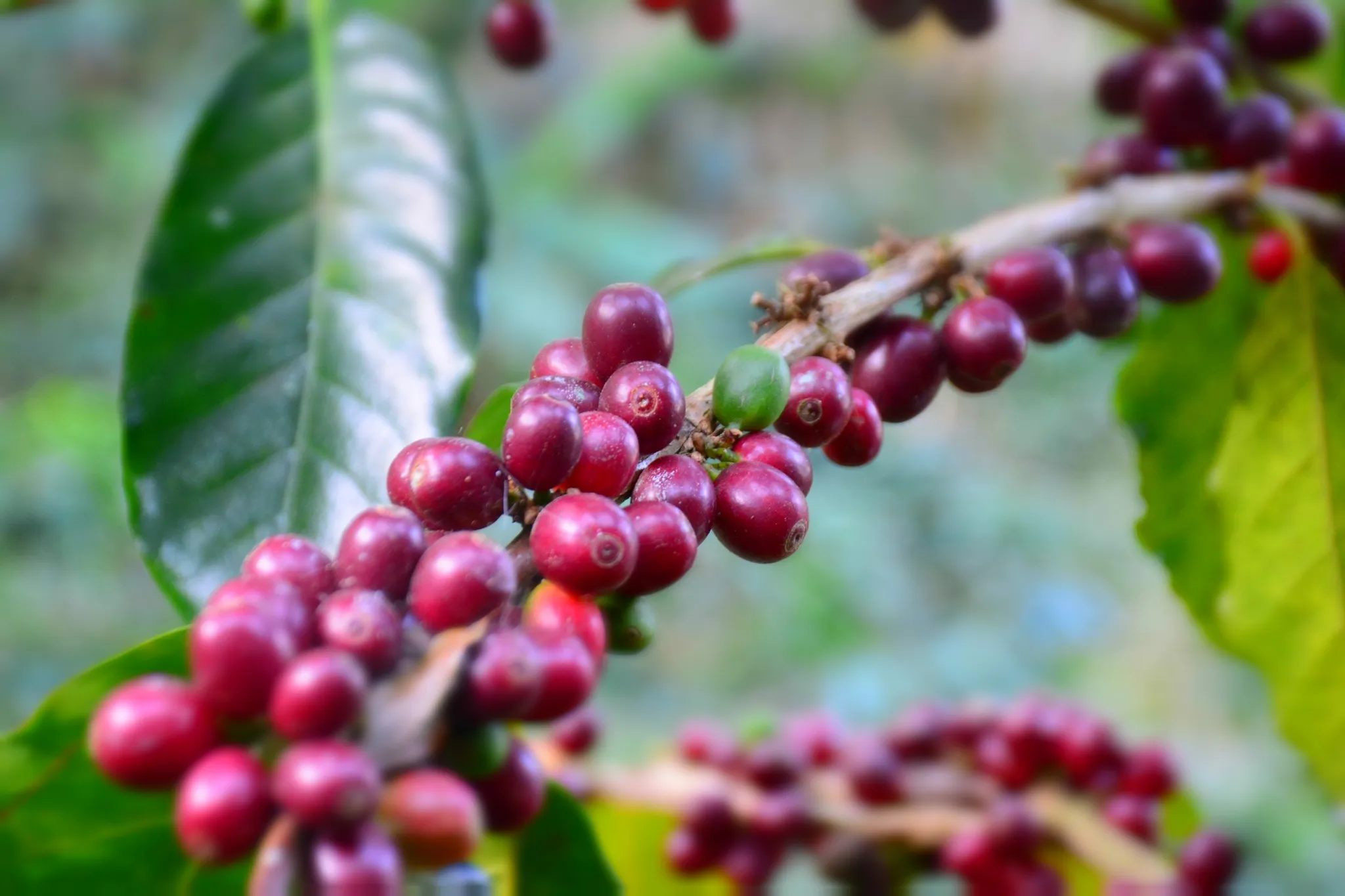 เมล็ดกาแฟพรีเมียม: ทำไมแบรนด์ specialty ยอมจ่ายแพง