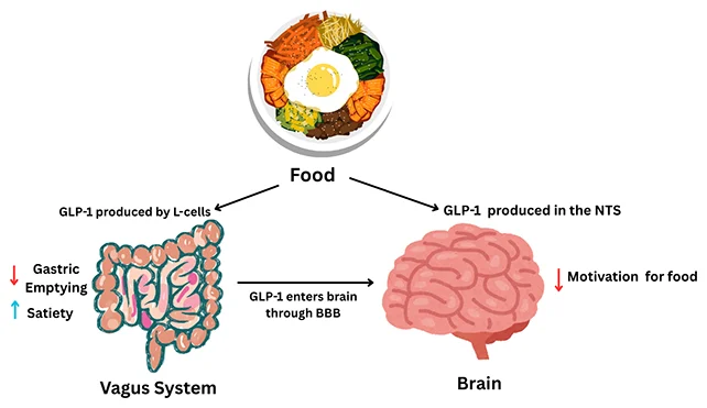 ยาลดน้ำหนักกลุ่ม GLP-1 กับความเสี่ยงผมร่วงแบบผู้ชาย ศึกษาให้ชัดก่อนฉีด