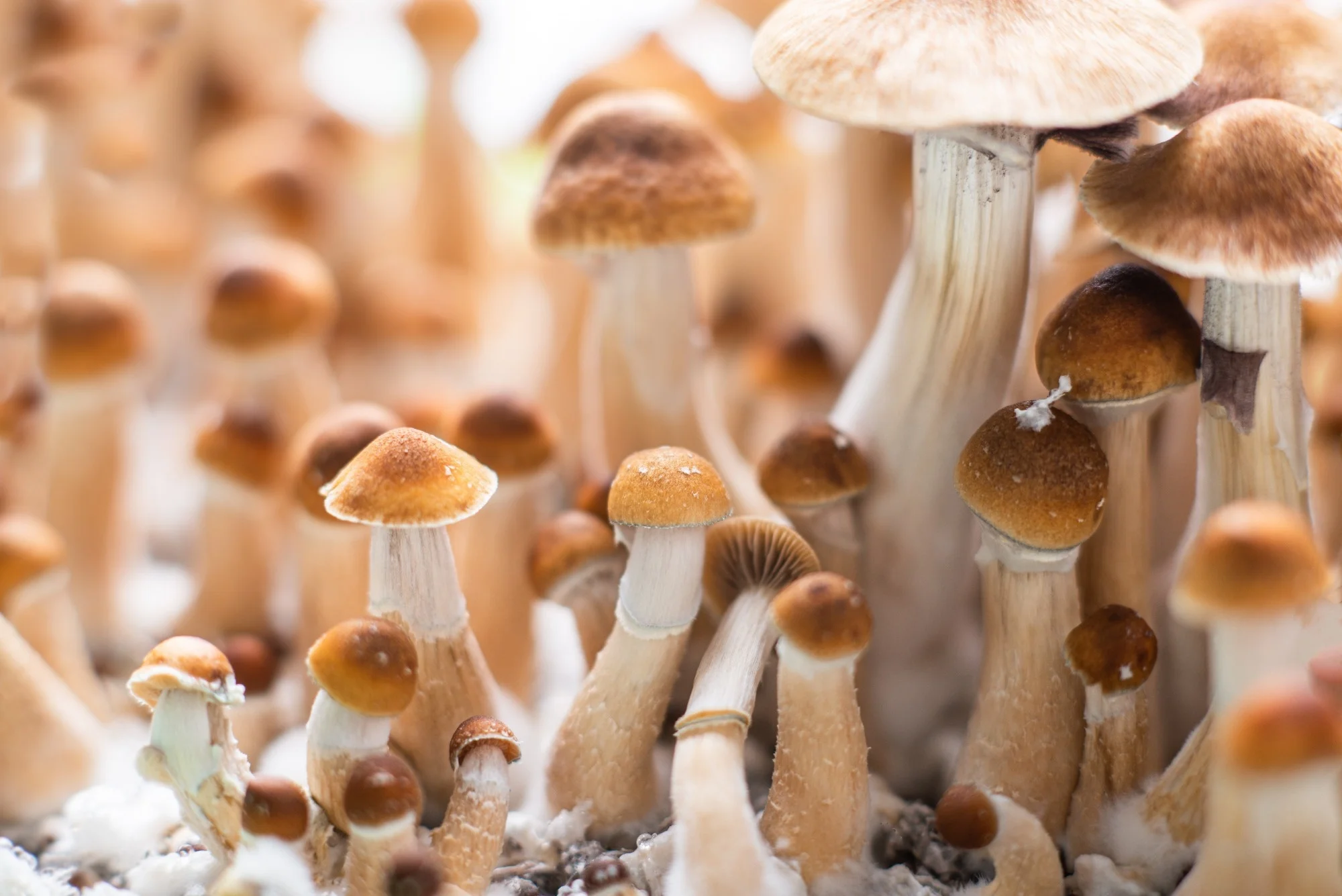 psilocybin ปกป้องเส้นประสาทจากเคมีบำบัด โอกาสใหม่หรือความหวังเกินจริง