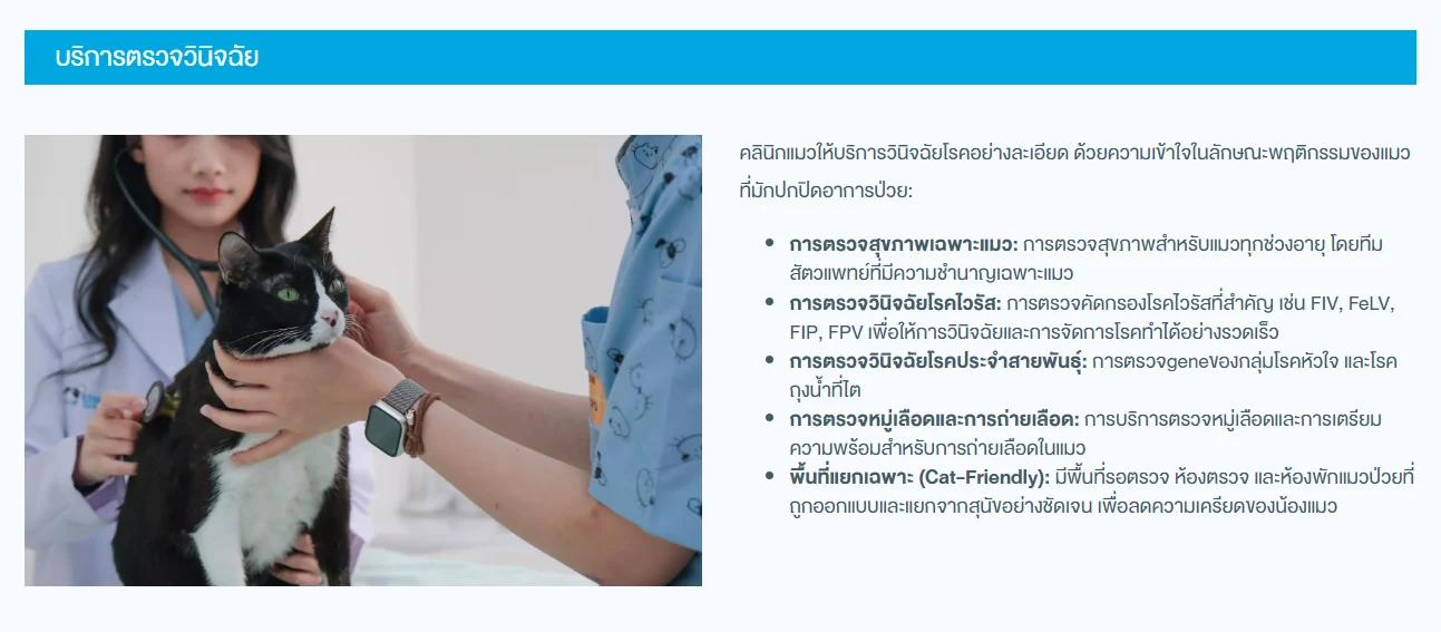 CT Scan สำหรับแมว ราคาเท่าไหร่และควรเลือกคลินิกอย่างไร