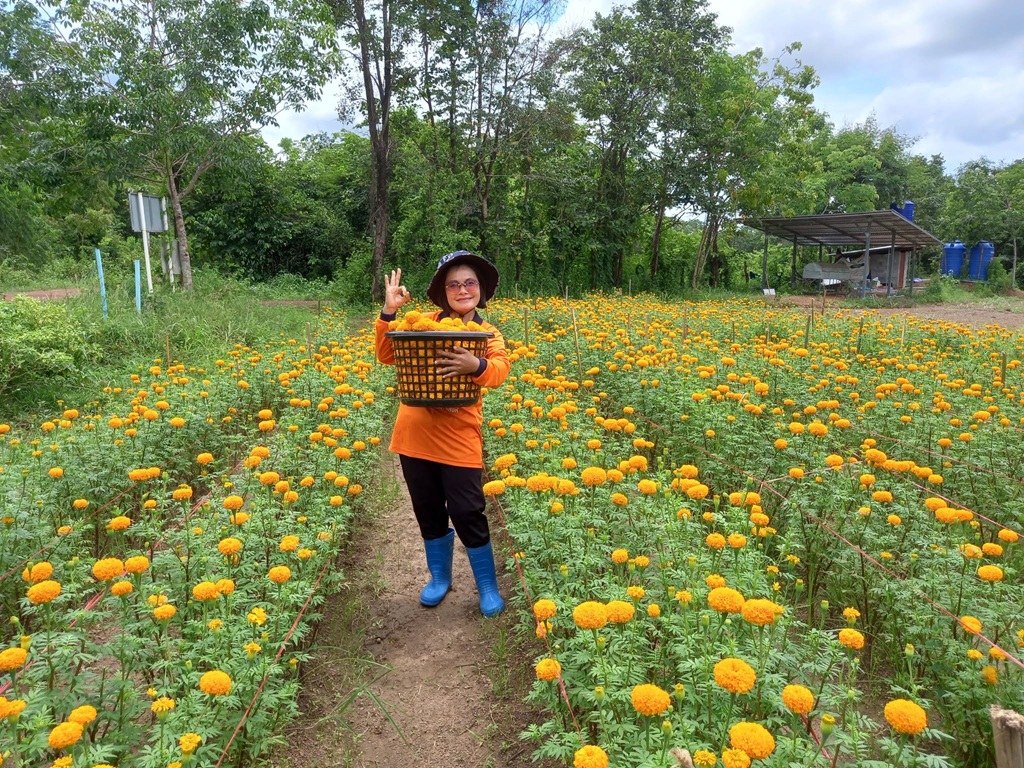 แปรรูปผลไม้ท้องถิ่นสู่ผลิตภัณฑ์พรีเมียม: กลยุทธ์จากสวนหลังบ้านถึงตลาดสุขภาพ