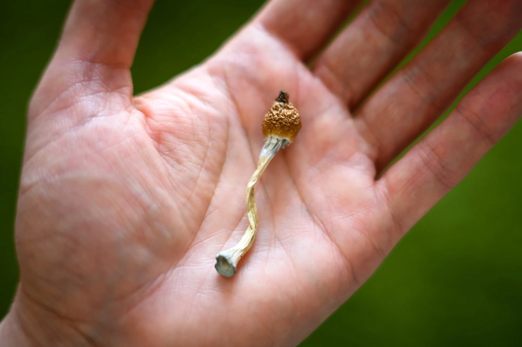 psilocybin ปกป้องเส้นประสาทจากเคมีบำบัด โอกาสใหม่หรือความหวังเกินจริง