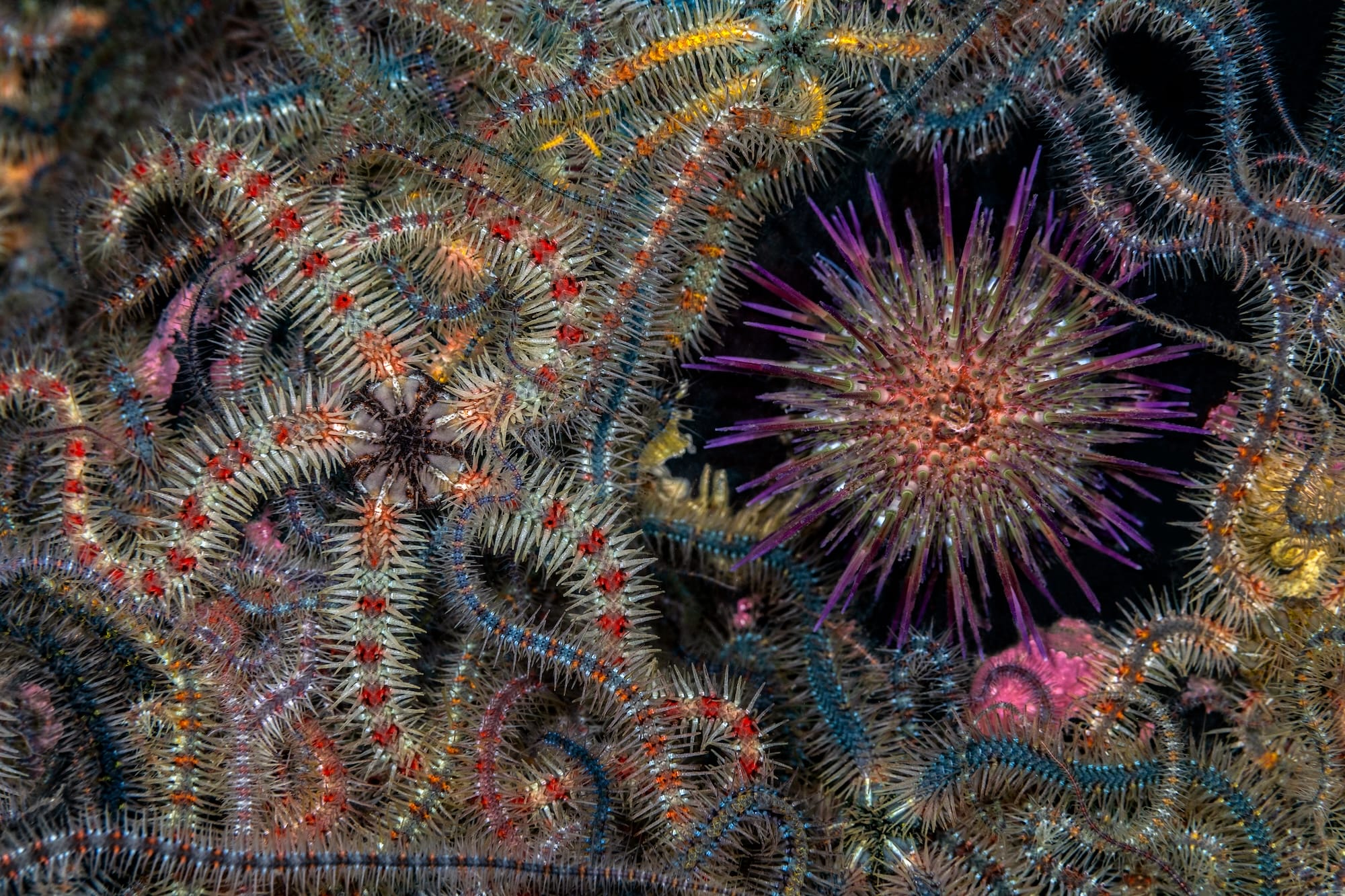 เทคนิคถ่ายภาพใต้ทะเลที่พาเข้าสู่รางวัล Ocean Photographer of the Year