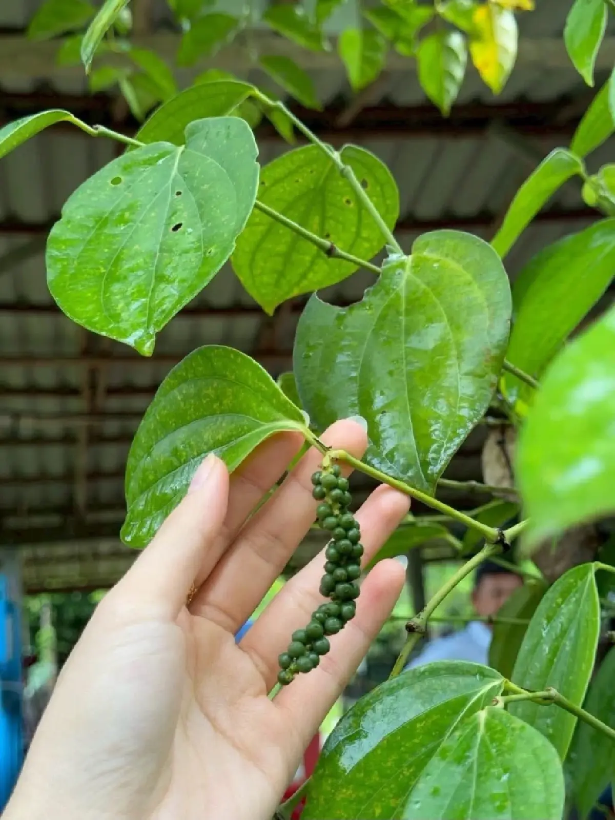 วัตถุดิบ GI ท้องถิ่นสู่สินค้าพรีเมียมด้วยการแปรรูปและคัดเลือกเข้ม