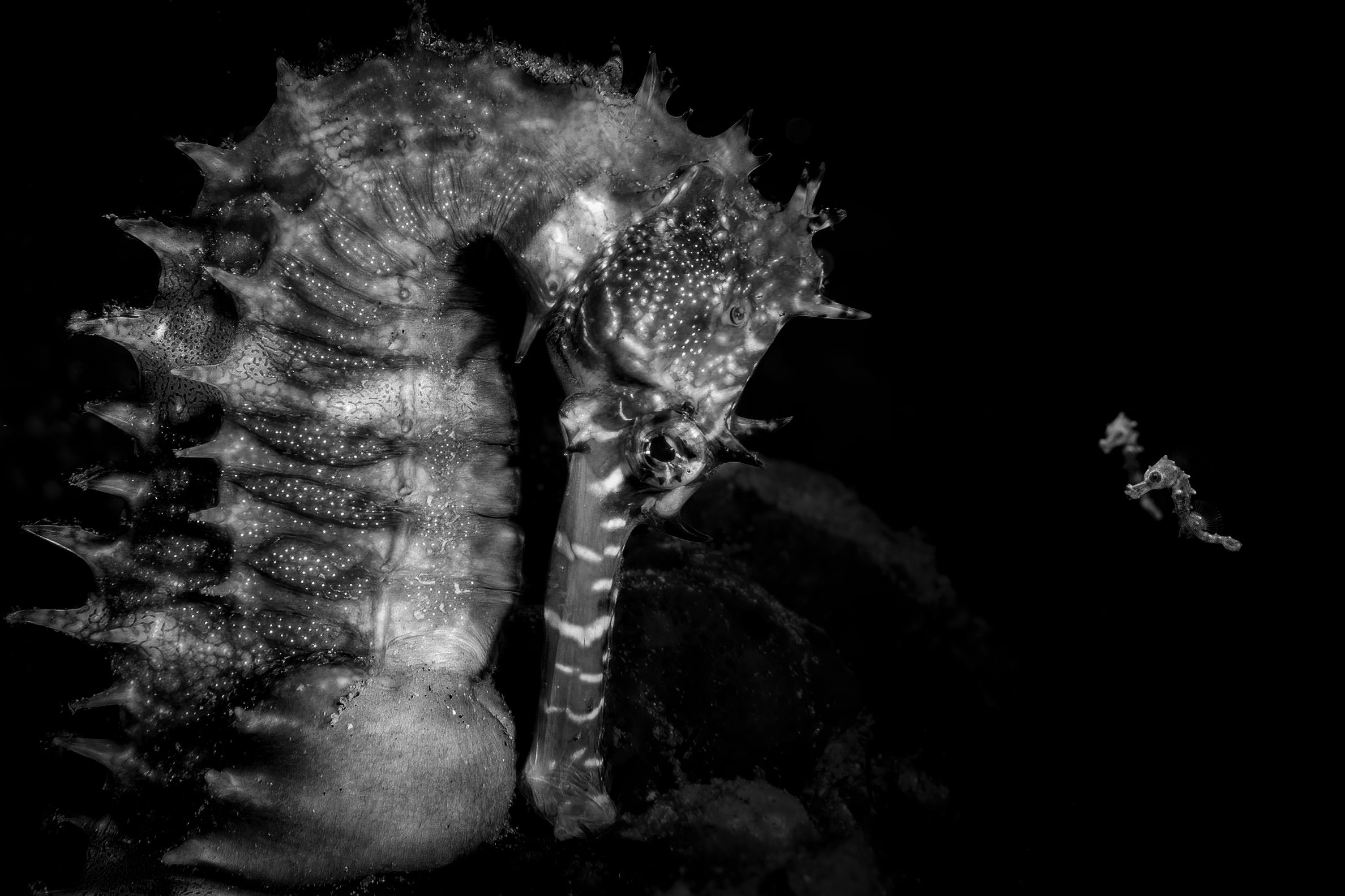 เทคนิคถ่ายภาพใต้ทะเลที่พาเข้าสู่รางวัล Ocean Photographer of the Year