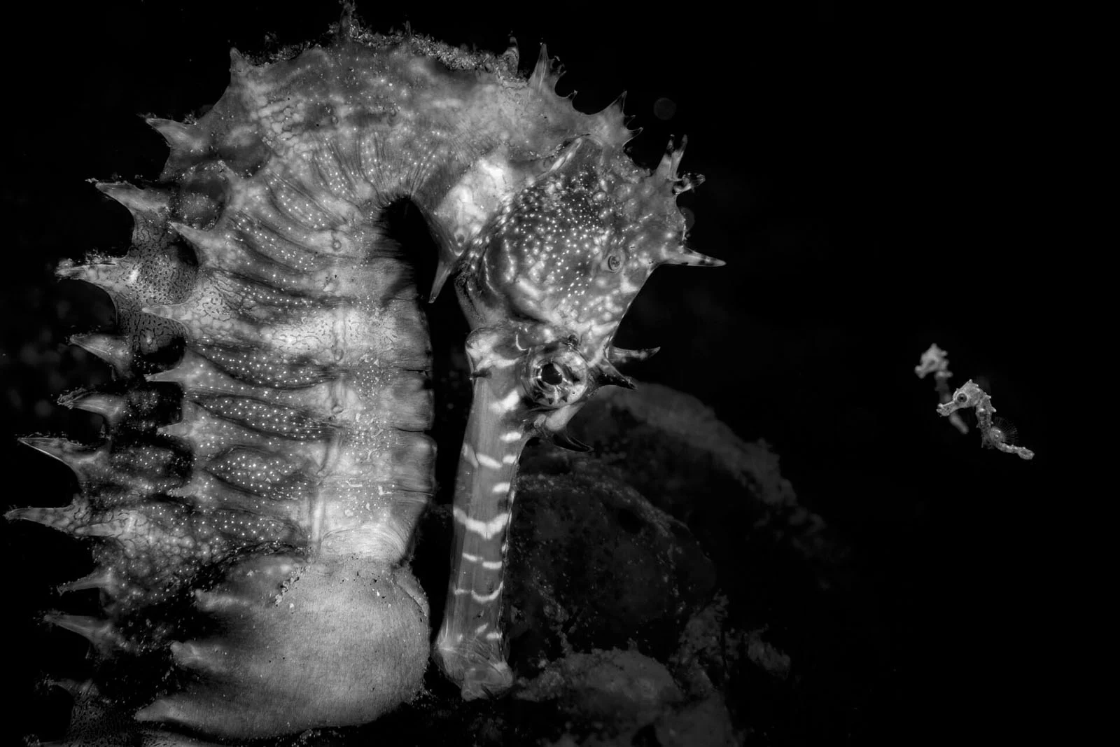 เทคนิคถ่ายภาพใต้ทะเลที่พาเข้าสู่รางวัล Ocean Photographer of the Year