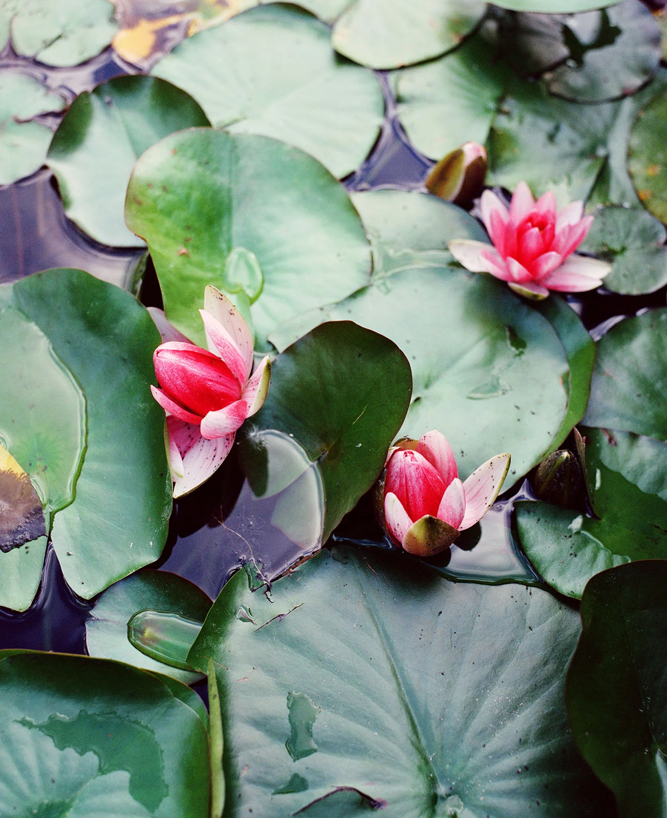 Lucky C400 vs CineStill 800T ฟิล์มสีนิชตัวไหนให้ลุควินเทจโดนใจกว่า