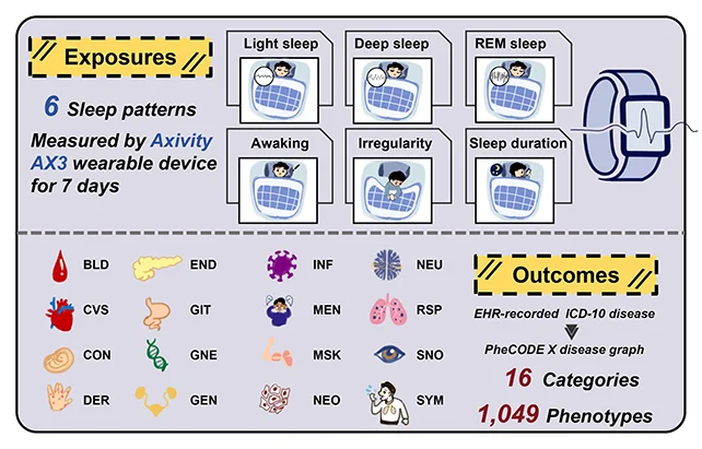 ทำไมการนอนหลับ REM มากขึ้นลดความเสี่ยงโรคลงครึ่งหนึ่ง